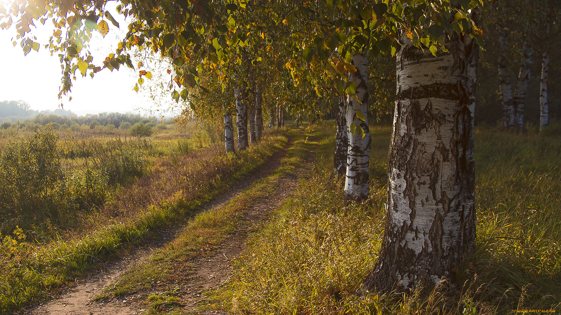 Природа Кировской области лес березы